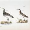 201, 202. Wilson's Holopode (Holopodius wilsoni).