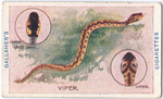 Reptiles.