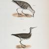 205. The Sanderling (Calidris alenaria). 206. The Spotted Sandlark (Totanus macualrius).