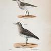 207, 208. Wilson's Sandpiper (Tringa pusilla).