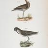 209. The Grey Plover (Totanus bartrami). 210. The Solitary Tatler (Totanus chloropygius).