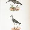 211. The Varied Tatler (Titatus malenoleucus). 212. The Yellowlegs (Totanus flavipes).