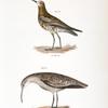 213. The Curlew Sandpiper (Tringa subarquata). 214. The Small Esquimaux Curlew (Numenius borealis).
