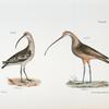 215. The Jack Curlew (Numenius hudsonius). 216. The Long-billed Curlew (Numenius longirostris).