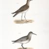 217. He Ruff (Tringa pugnax). 218. The Red-breasted Sandpiper (Tringa canutus).