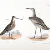 219.  The Willet (Totanus semipalmatus). 220. The American Snipe (Scolopax wilsoni).