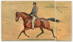 American Saddle Horse