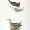 221. The Saltwater Meadow-hen (Rallus elegans). 222. The Freshwater Meadow-hen (Rallus crepitans).