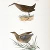 223. The Mud-hen (Rallus virginianus). 224. The Sora Rail (Ortygometra Carolina).