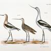 227. The American Avoset (Recurvirostra americana). 228. The Marlin (Limosa fedoa). 229. The American Avoset (Recurvirostra americana).
