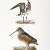 230. The Ring-tailed Marlin (Limosa hudsonica). 231. The American Woodcock (Rusticola minor).