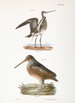 230. The Ring-tailed Marlin (Limosa hudsonica). 231. The American Woodcock (Rusticola minor).