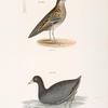 232. The Red Phalarope (Phalaropus fulicarius). 233. The American Coot (Fulica americana).