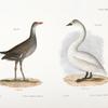 234. The Florida Gallinule (Gallinula galeata). 235. The American Swan (Cygnus americanus).