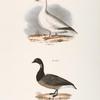 238. The Snow Goose (Anser hyperboreus). 239. The Brant (Anser bernicla).