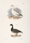 238. The Snow Goose (Anser hyperboreus). 239. The Brant (Anser bernicla).