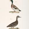 240. The Mallard (Anas boschas). 241. The Black Duck (Anas obscura).