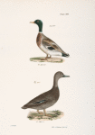 240. The Mallard (Anas boschas). 241. The Black Duck (Anas obscura).
