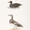 242. The Broad-billed Coot (Fuligula americana). 243. The Grey Duck (Anas strepera).