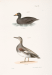 242. The Broad-billed Coot (Fuligula americana). 243. The Grey Duck (Anas strepera).