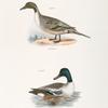 244. The Pintail Duck (Anas acuta). 245. The Shoveller or Spoonbill (Anas clypeata).