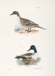 244. The Pintail Duck (Anas acuta). 245. The Shoveller or Spoonbill (Anas clypeata).