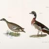 246. The Blue-winged Teal (Anas discors). 247. The Wood Duck (Anas sponsa).