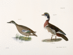 246. The Blue-winged Teal (Anas discors). 247. The Wood Duck (Anas sponsa).