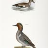 248. The Baldpate or Wildgeon (Anas americana). 249. The Green-winged Teal (Anas carolinensis).