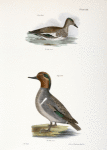 248. The Baldpate or Wildgeon (Anas americana). 249. The Green-winged Teal (Anas carolinensis).