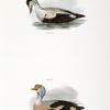 250. The Eider Duck (Fuligula mollissima). 251. The King Duck (Fuligula spectabilis).