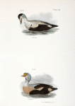 250. The Eider Duck (Fuligula mollissima). 251. The King Duck (Fuligula spectabilis).