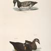 252. The Broadbill (Fuligula marila). 253. The Surf Duck or Coot (Fuligula perspicillata). 254. Ditto, immature.