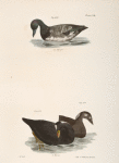 252. The Broadbill (Fuligula marila). 253. The Surf Duck or Coot (Fuligula perspicillata). 254. Ditto, immature.