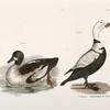 257. The Whistler (Fuligula clangula). 258. The Pied Duck (Fuligula labradora).