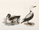 257. The Whistler (Fuligula clangula). 258. The Pied Duck (Fuligula labradora).