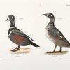 259. The Harlequin Duck (Fuligula histrionica). 260. Ditto, immature.