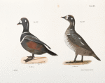 259. The Harlequin Duck (Fuligula histrionica). 260. Ditto, immature.