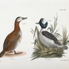 261. The Ruddy Duck (Fuligula rubida). 262. The Buffle-headed Duck (Fuligula albeola).