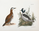 261. The Ruddy Duck (Fuligula rubida). 262. The Buffle-headed Duck (Fuligula albeola).
