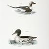 263. The Oldwife (Fuliga glacialis). 264. The Buff-breasted Sheldrake (Mergus merganser).
