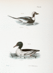 263. The Oldwife (Fuliga glacialis). 264. The Buff-breasted Sheldrake (Mergus merganser).