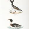 265. The Hooded Sheldrake (Mergus cucullatus). 266. The Red-breasted Sheldrake (Merganser serrator).
