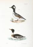 265. The Hooded Sheldrake (Mergus cucullatus). 266. The Red-breasted Sheldrake (Merganser serrator).