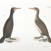 267. The Double-crested Cormorant (Phalacracorax dilophus). 268. Ditto, immature.