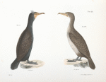 267. The Double-crested Cormorant (Phalacracorax dilophus). 268. Ditto, immature.