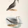 269. The American Gannet, young (Sula americana). 270. The Winter Gull (Larus argentatus).