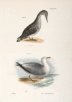 269. The American Gannet, young (Sula americana). 270. The Winter Gull (Larus argentatus).