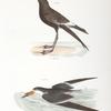 271. Wilson's Petrel (Thalassidroma wilsoni). 272. The Black Skimmer (Rhynchops nigra).