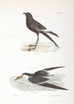 271. Wilson's Petrel (Thalassidroma wilsoni). 272. The Black Skimmer (Rhynchops nigra).